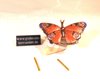 Bunter Schmetterling aus Bronze